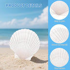 60PCS Natural Scallop Shells for Crafts, 2-3 Inch White Sea Shells for - Image 3