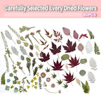 A4 Large Dried Pressed Flowers Red Maple Leaves - Image 3