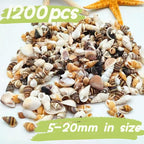 1200 PCS Tiny Sea Shells &10 Small Starfish - Image 5