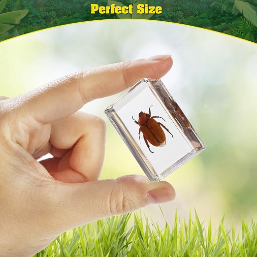 15 Insect specimens, Real Specimens of Various Butterflies and Beetles Made of - Image 3