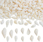 Approx 700pcs Small White Clam Cay Seashells Natural Tiny Sea Shell Mini Spiral by Unknown