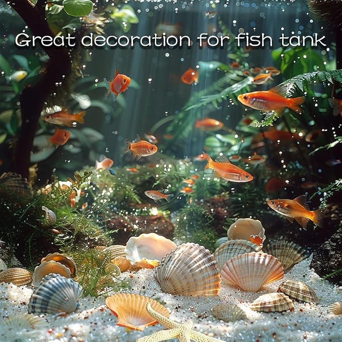 Natural Sea Shells Mixed -15 Kinds of Natural Seashells, Starfish & Urchins | - Image 5