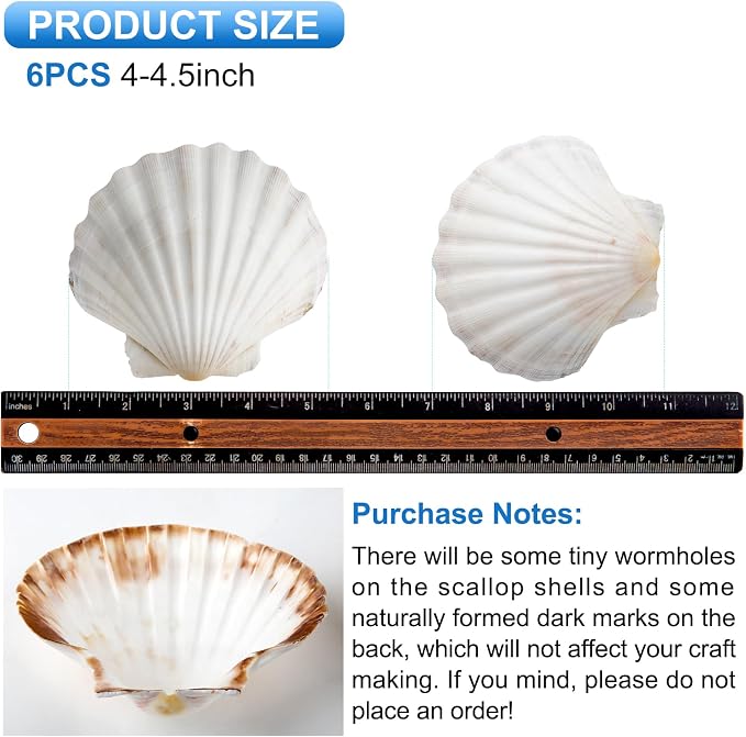 QEQEKAKA 6PCS Scallop Shells 4‘’-4.5" Natural Sea Shells White Hawaiian Scallop - Image 4