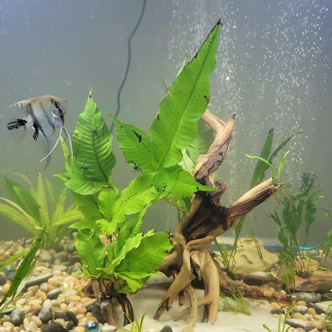 3 Pcs Natural Spiderwood for Aquarium, Aquarium Driftwood Freshwater 10-12 Inch - Image 5