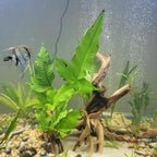 3 Pcs Natural Spiderwood for Aquarium, Aquarium Driftwood Freshwater 10-12 Inch - Image 5