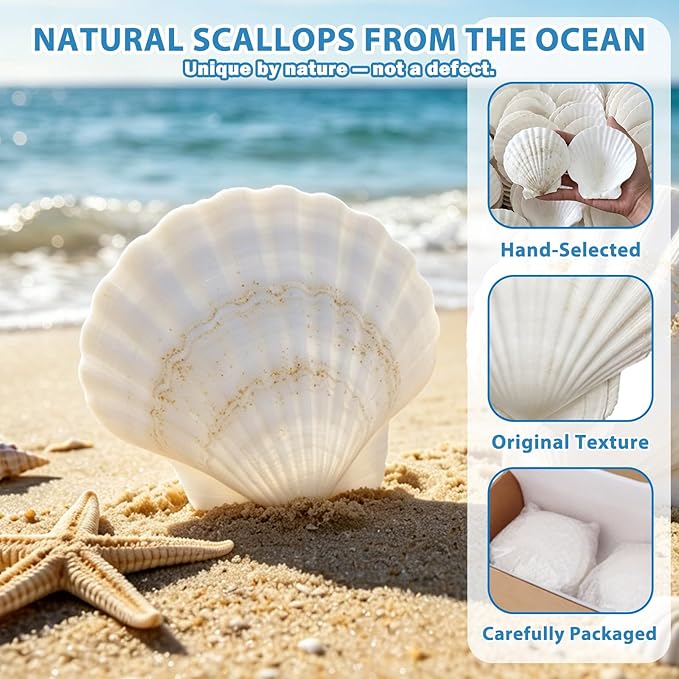 20 PCS Natural Scallop Shells for Crafts, 3-4 inches White Seashells for DIY - Image 6