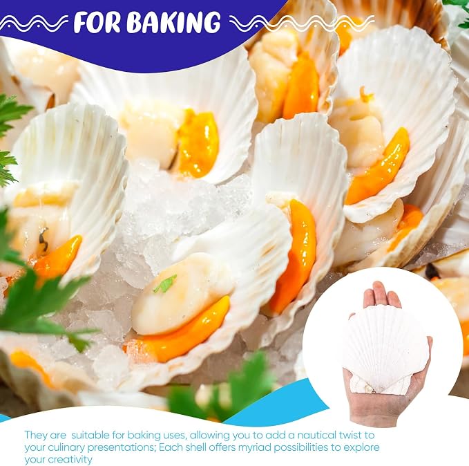 GlikCeil 50 Pcs Sea Shell for Crafting Natural Large Scallop White Oyster - Image 6