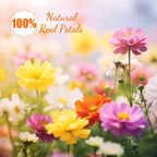 96 Pcs Natural Dried Pressed Flowers - Image 4
