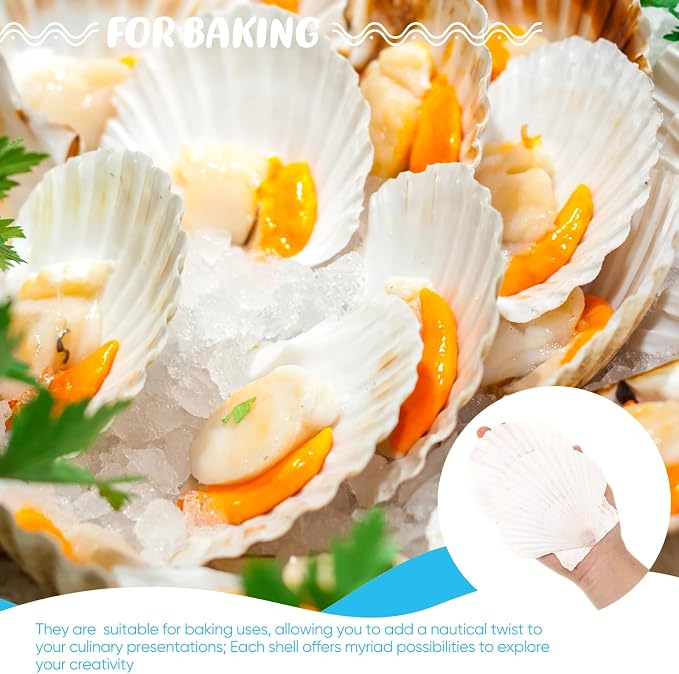 GlikCeil 50 Pcs Sea Shell for Crafting Natural Large Scallop White Oyster - Image 6