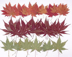 48 Pcs Dried Pressed Fall Maple Leaf by AHTONG