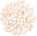 SINKOO Bulk Natural White Small Seashell Clam Super Shells Assortment by SINKOO