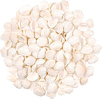 SINKOO Bulk Natural White Small Seashell Clam Super Shells Assortment by SINKOO