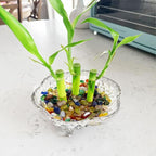 1Lb Pebbles for Indoor Plants, 1/3" Plant Rocks for Pots Indoor, Small - Image 5