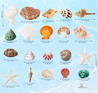 JSPYFITS Sea Shells Mixed Beach Seashells 20 Kinds, 1.5"-5.5" Various Sizes - Image 3