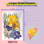 A4 Large Dried Pressed Flowers for Resin Real Dry Natural Flowers Leaves for - Image 2