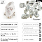 20PCS 4"-5" Large Oyster Shells - Image 4