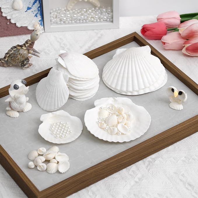 20PCS Large Natural Scallop Shells, DIY Painting, Baking and Beach Wedding - Image 3