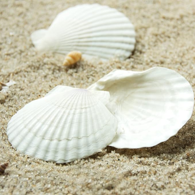 QICQDRAM 30PCS Sea Shells for Crafts Decoration 2''-3'' White Scallop Shells - Image 5
