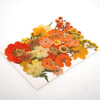 30Pcs Dried Pressed Flowers for Resin DIY Art Crafts Natural Dry Leaves Daisy - Image 4