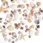 JQAQJU 1000 PCS Mini Sea Shells Small Starfish Mixed, 20 Kinds of Tiny - Image 3