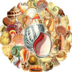 50PCS Aesthetic Sea Shell Stickers, PET Conch & Clamshell Decals, Waterproof - Image 3