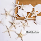 JQAQJU 3-4 Inches Large Starfish and Scallop Shells - Image 6