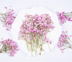 50Pcs Pink Babys Breath Dried Pressed Flowers - Image 3