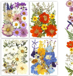 Dried Pressed Flowers - Image 8