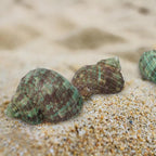 30 PCS+ Small Conch Shells Natural Sea Shells, 1.5"-2" Green Ocean Conch Shells - Image 5