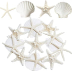 JQAQJU 3-4 Inches Large Starfish and Scallop Shells by JQAQJU