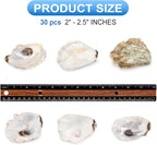 QEQEKAKA 30PCS Oyster Shells 2"-2.5" Small Flat Oyster Shells - Image 2