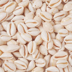 Pandahall 120-150pcs/box White Natural Spiral Shell Beads Sea Shells Beach - Image 8