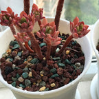 TOYPOPOR Mix Horticultural Lava Rock Pebbles Pumice Potting Soil Amendment - Image 7