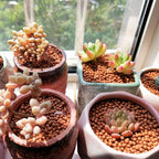 Clay Pebbles Gardening Ceramsite Orchid Hydroponic Grow Media Clay Rocks - Image 7