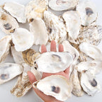 QEQEKAKA 30PCS Oyster Shells Flat & Concave 4"-5" Large Oyster Shells - Image 5