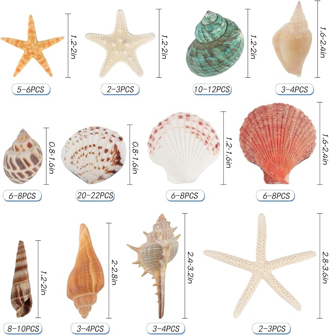 Jangostor Sea Shells Mixed Ocean Seashells, 1.2"-3.5" Various Sizes Beach - Image 2
