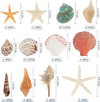 Jangostor Sea Shells Mixed Ocean Seashells, 1.2"-3.5" Various Sizes Beach - Image 2