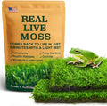 Live Moss Duo Pack 2 Types of Real Live Sheet/Sphagnum Moss by LUCKYRUNES