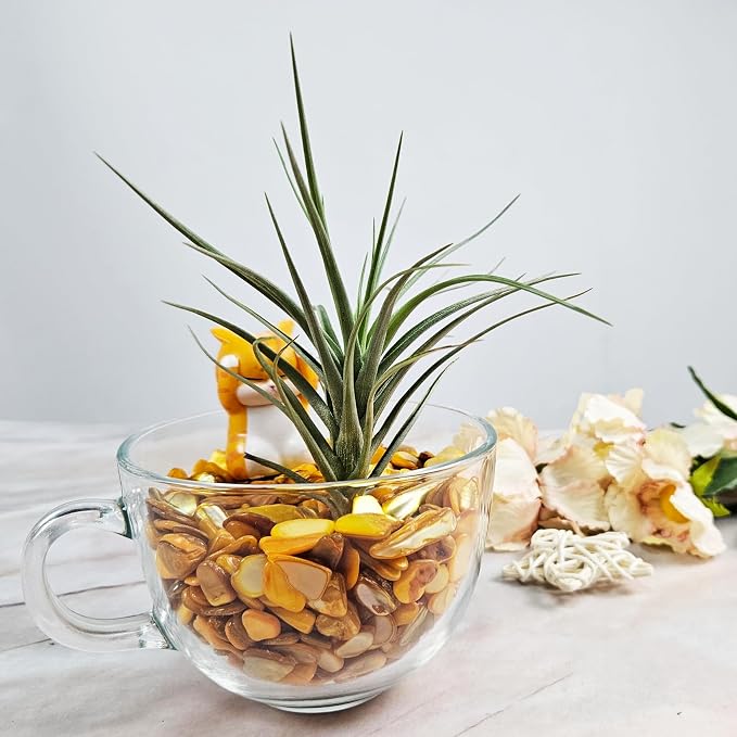 Natural Crushed Shells Chips Irregular Mother of Pearl Seashell Fragments Sea - Image 3