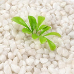 5 lb Jade Pebbles for Indoor Plants, 3/8 Inch Polished Decorative Pebbles for - Image 3