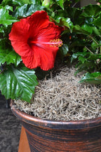 Mosser Lee ML0560 Spanish Moss, 250 Cubic Inches - Image 8