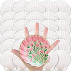 ReePlan 30PCS Large Scallop Shells by Unknown