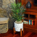 Mosser Lee Spanish Moss – Natural Decorative Moss - Image 5