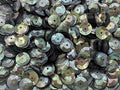 Sequins 8mm 800/Pkg by Golden+Leaf