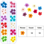 Dried Flowers for Nail Art Resin Jewelry Crafts - Image 4