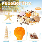 WEOXPR Mixed Sea Shells, 80+ Pcs Beach Seashells Starfish, Various Sizes Ocean - Image 2