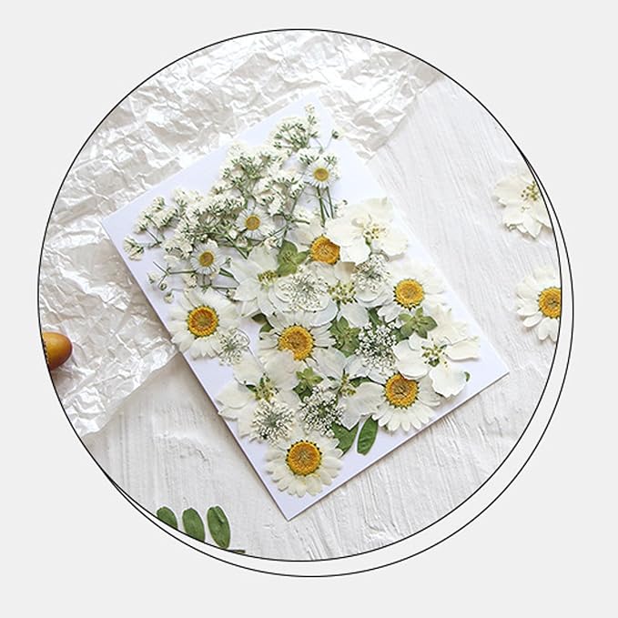 36Pcs Dried Pressed Flowers for Resin DIY Art Crafts Natural Dry Floral Daisy - Image 3