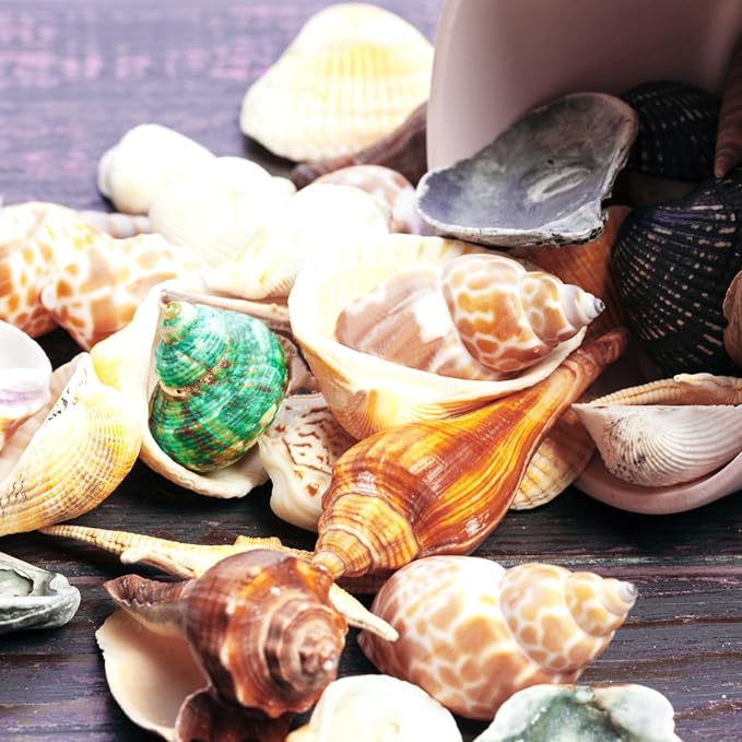 20 PCS+ Small Conch Shells Natural Sea Shells, Fish Tank and Vase Filler - Image 6