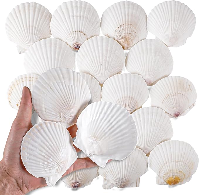 PPCLION 30 PCS 2.5-3 Inch Natural White Scallop Shells Sea Shells by PPCLION