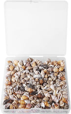 500pcs Natural Tiny Small Seashells - Image 2